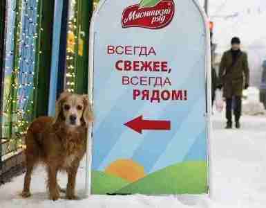 пес.jpg