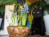 06334-IMG_1815-cats_firefun_ru 2.JPG